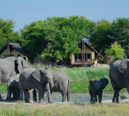 tau-game-lodge-madikwe-banner-elephant-herd-and-chalets