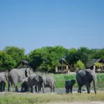 Observe elephants refreshing themselves at a close by waterhole.
