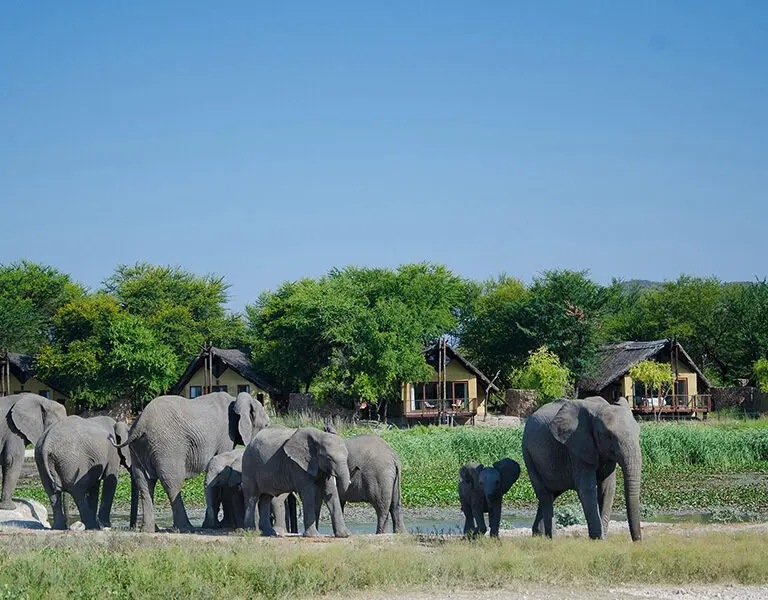 Observe elephants refreshing themselves at a close by waterhole.