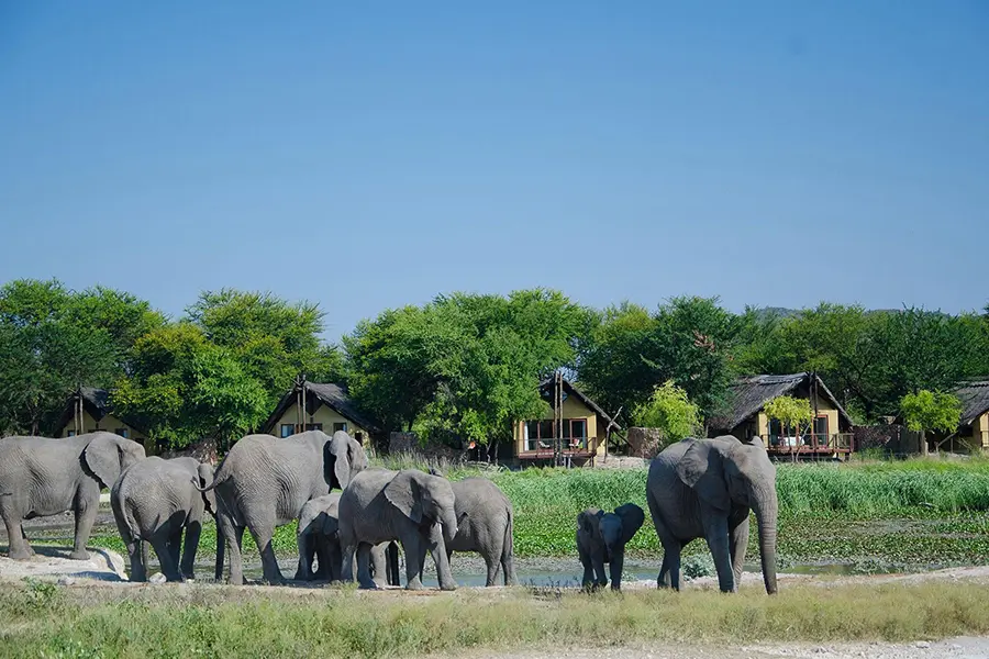 Observe elephants refreshing themselves at a close by waterhole.
