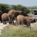 Game drives in a malaria-free, Big-5 private reserve.