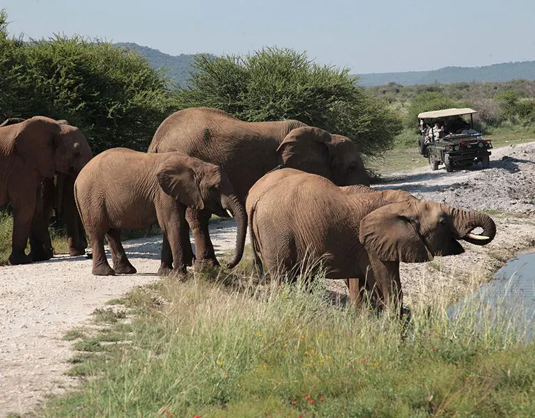 Game drives in a malaria-free, Big-5 private reserve.