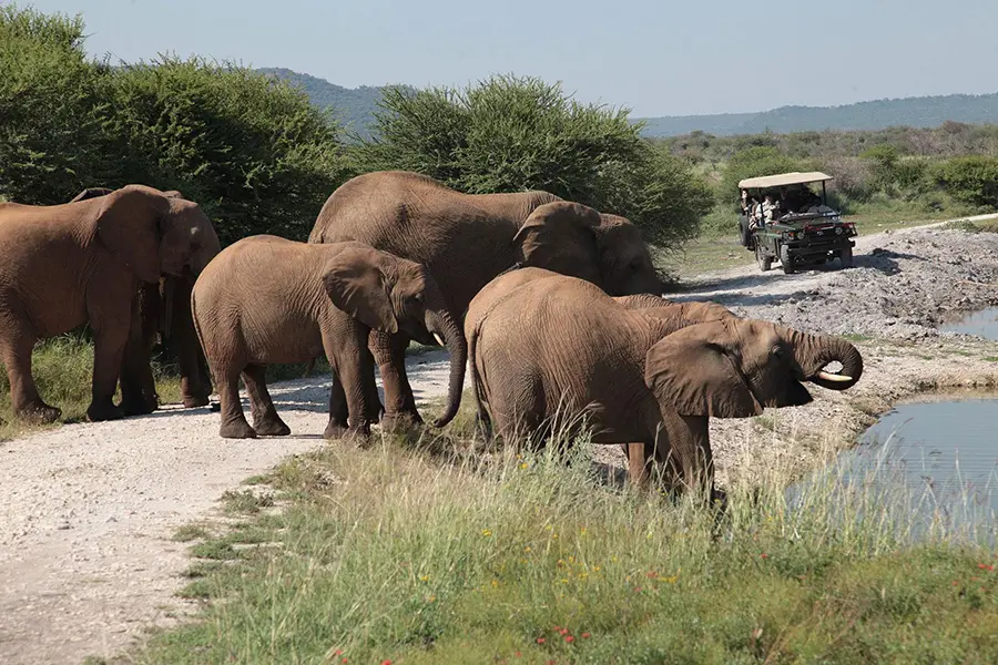 Game drives in a malaria-free, Big-5 private reserve.