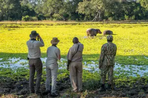 Guided walking safaris with expert guides | Tena Tena Camp