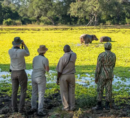 Safaris a pie con guías expertos | Tena Tena Camp