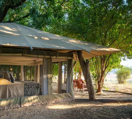 El campamento está situado en un bosquecillo de árboles y arbustos con vistas a una concurrida charca.