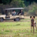 Rewarding game drives.