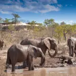 The Elephant Camp runs an elephant conservation programme. 