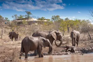 The Elephant Camp runs an elephant conservation programme. 