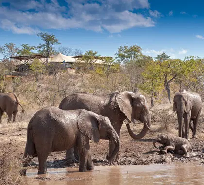 The Elephant Camp runs an elephant conservation programme. 
