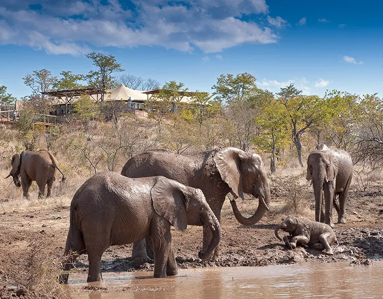 The Elephant Camp runs an elephant conservation programme. 
