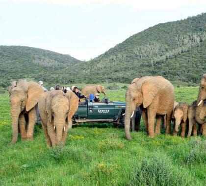 Experimente la fauna africana muy de cerca durante un safari.