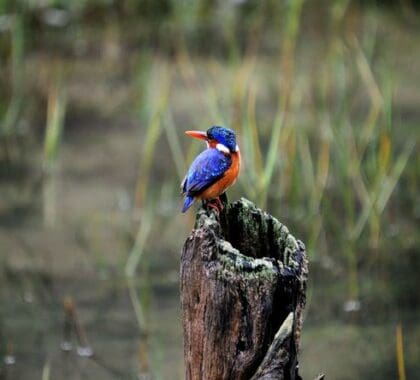 En los alrededores del lodge se puede observar una impresionante avifauna.