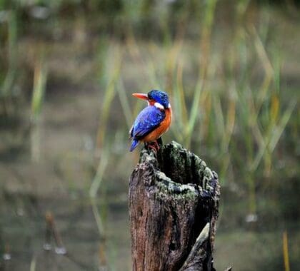 birdlife at The Homestead at Kariega