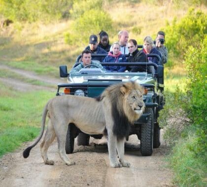 Game drives at The Homestead at Kariega