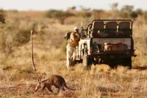 You might spot the shy aardvark.