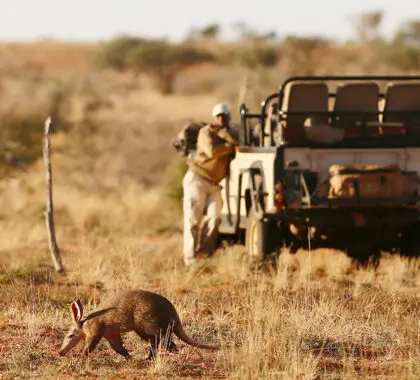 You might spot the shy aardvark.