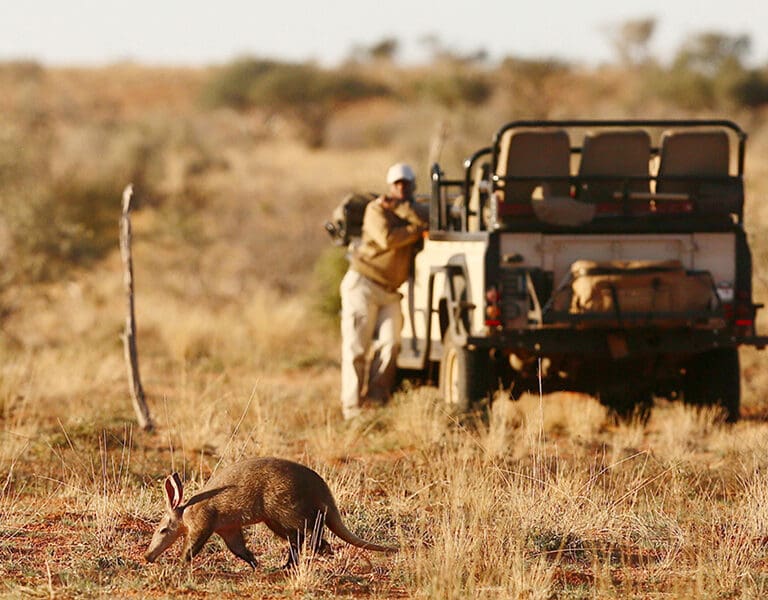 Puede que veas al tímido oso hormiguero.