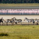 En el cráter del Ngorongoro.