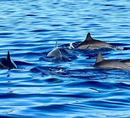 Spot dolphins.