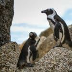 Visite a los pingüinos en la playa de Boulder, en Ciudad del Cabo