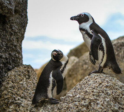 Visit the penguins at Boulder Beach in Cape Town