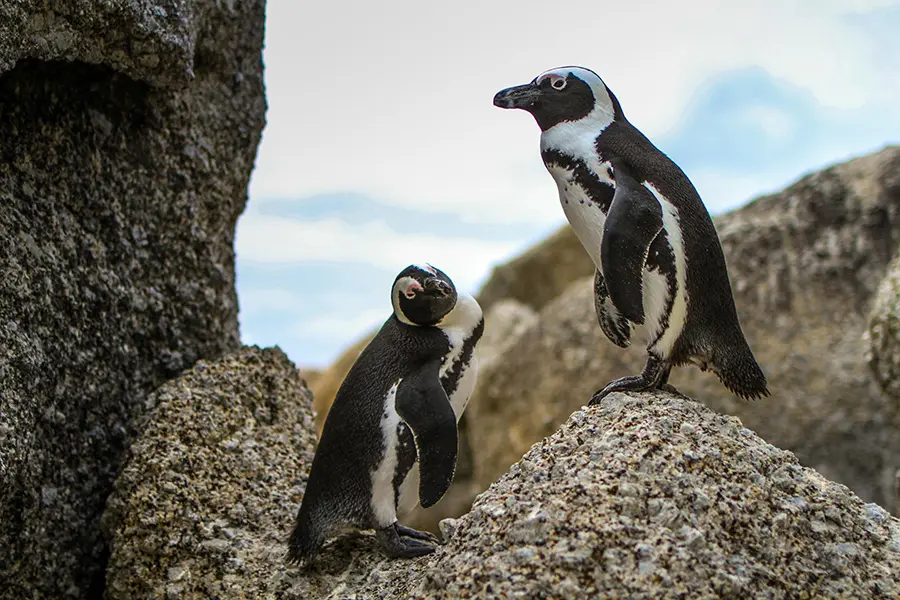 Visit the penguins at Boulder Beach in Cape Town