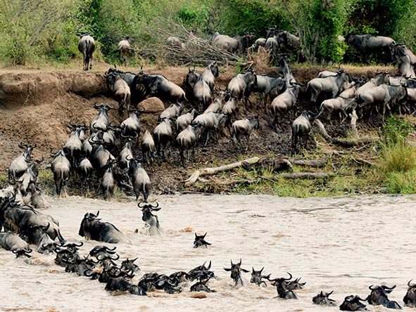 The collection's Mara Plains Camp is superbly located for the migration's dramatic river-crossing season.