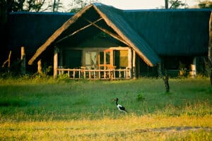 Set in Zimbabwe's flagship Hwange National Park.