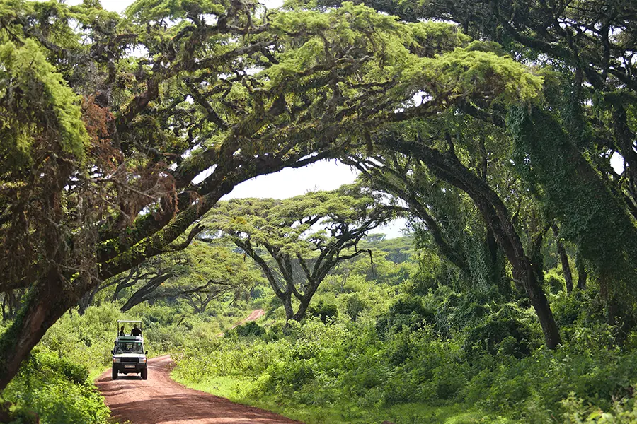 Emocionantes safaris.