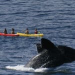 Haga una excursión panorámica en canoa.