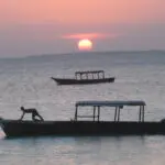 A pair of Zanzibari boats bob up & down in the gathering dusk while the sunset burns the sky.
