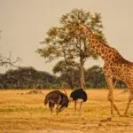 Thorntree River Lodge is located in Zambia's Mosi-Oa-Tunya National Park, just a short drive from Victoria Falls.