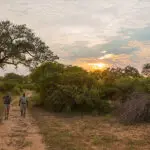 Paseos guiados por la sabana.
