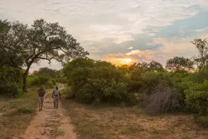 Paseos guiados por la sabana.