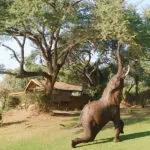 Elefante comiendo marula.
