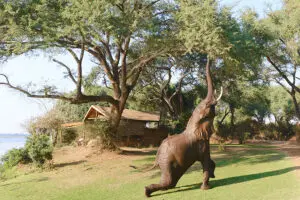 Elefante comiendo marula.