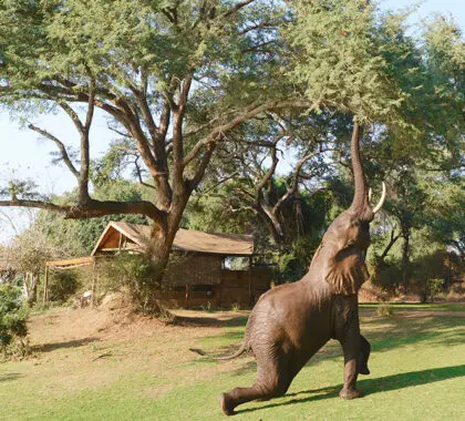 Elephant eating on the marula fruit.