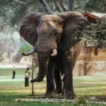 Elephnt caminando por el campamento.