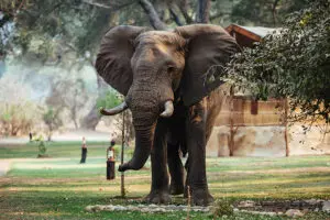 Elephnt caminando por el campamento.