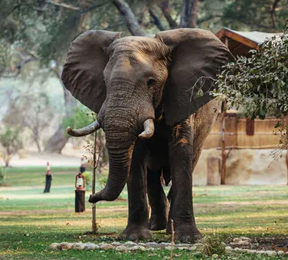 Elephnt caminando por el campamento.