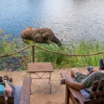 Observe a los animales que pasan por el río frente a su tienda.