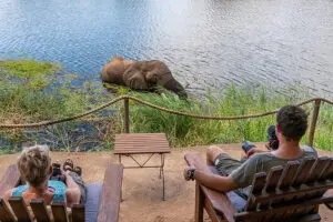 Observe a los animales que pasan por el río frente a su tienda.