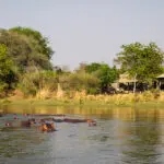Hipopótamos en el río a las afueras de Chongwe Suites.