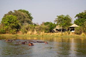 Hipopótamos en el río a las afueras de Chongwe Suites.