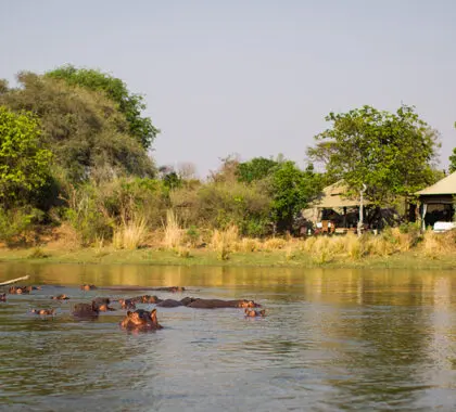 Hipopótamos en el río a las afueras de Chongwe Suites.