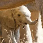 Wildlife.