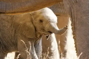Wildlife.
