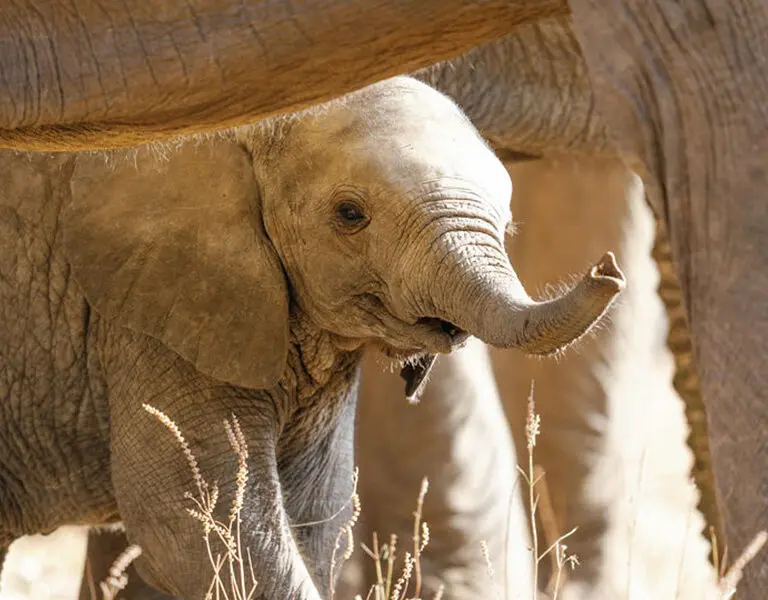 Wildlife.