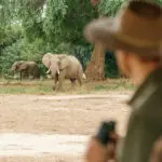 Game drives in Lower Zambezi National Park. 